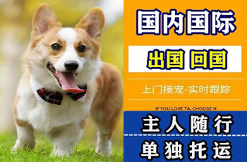 金华宠物托运公司金华宠物托运公司金华宠物托运公司
