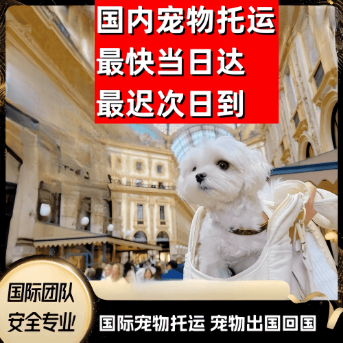 金华到澳大利亚（澳洲）宠物入境规定和要求
